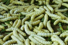 "Kinh hãi" với những món ăn tẩm bổ của nhà giàu Việt