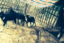 Tỉnh ủy Thanh Hóa tiếp tục chỉ đạo vụ dê “lạc” vào nhà Bí thư huyện