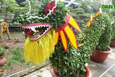 Cây quất cảnh dáng rồng bay uốn lượn độc đáo của lão nông Hà Nội