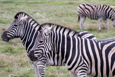 Tại sao ngựa vằn lại có sọc?