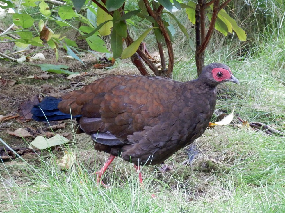 Hai loài gà lôi chỉ có tại Việt Nam, cực kỳ quý hiếm và sắp bị tuyệt chủng - 3 Hai loài gà lôi chỉ có tại Việt Nam, cực kỳ quý hiếm và sắp bị tuyệt chủng - 3