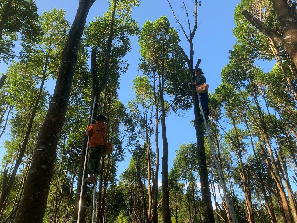 Công nghệ cấy men vi sinh tạo ra trầm hương chất lượng cao - 3 Công nghệ cấy men vi sinh tạo ra trầm hương chất lượng cao - 3