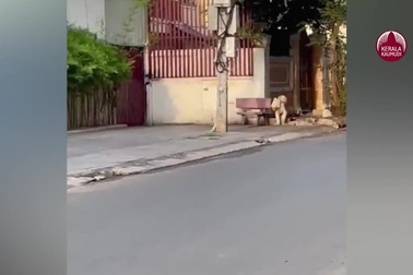 Người dân hoảng hồn khi gặp sư tử dạo phố