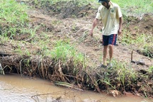 Cá tôm chết hàng loạt, người phồng rộp da vì lội nước