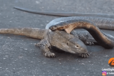 Thót tim xem cảnh "đại chiến" nghẹt thở giữa rắn hổ mang đấu với kỳ nhông