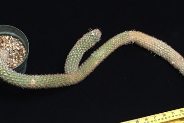 Cây xương rồng bé tí, vặn vẹo giá gần 6 tỷ đồng