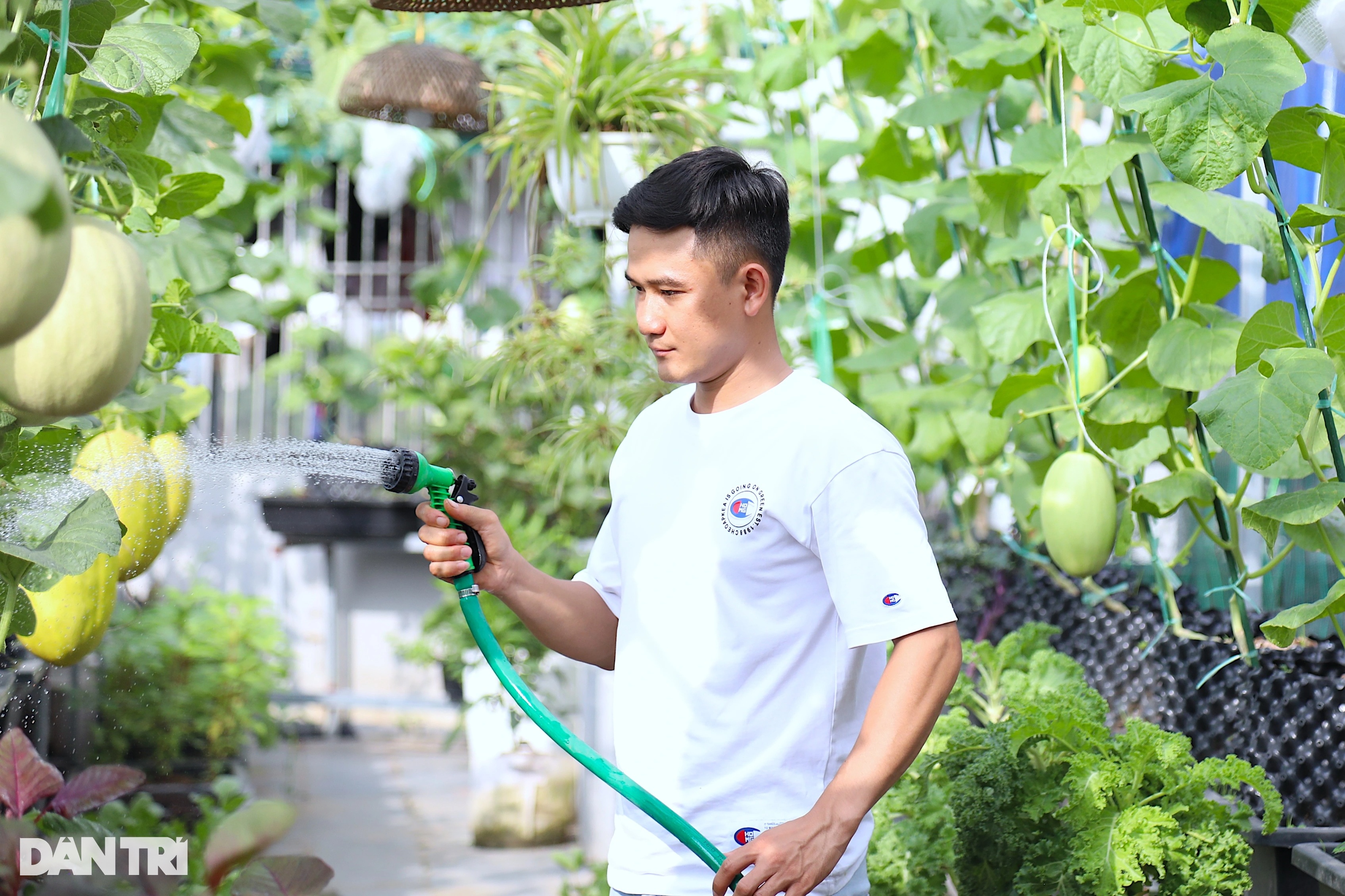 Ông bố ở Hà Nội trồng dưa lưới, nuôi cá sân thượng, kiếm chục triệu/tháng - 3 Ông bố ở Hà Nội trồng dưa lưới, nuôi cá sân thượng, kiếm chục triệu/tháng - 3