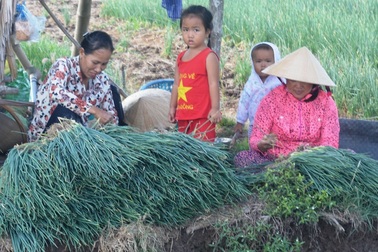 Hành lá… đang hái ra tiền