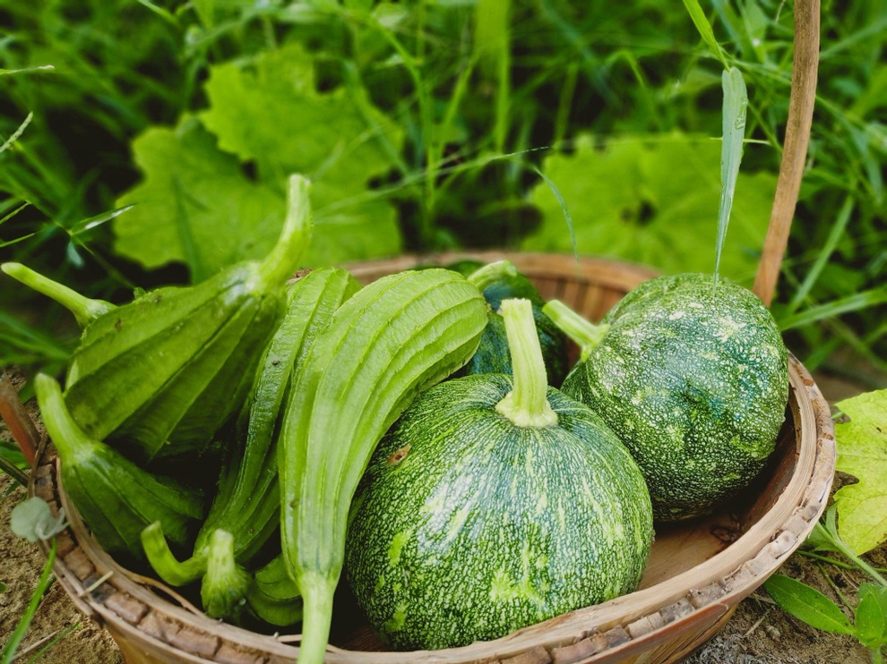 Ông bố gà trống nuôi con làm mảnh vườn gần 4.000m2 ở Bình Thuận - 10