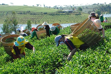 Lâm Đồng bác tin đồn thất thiệt chè bị nhiễm dioxin