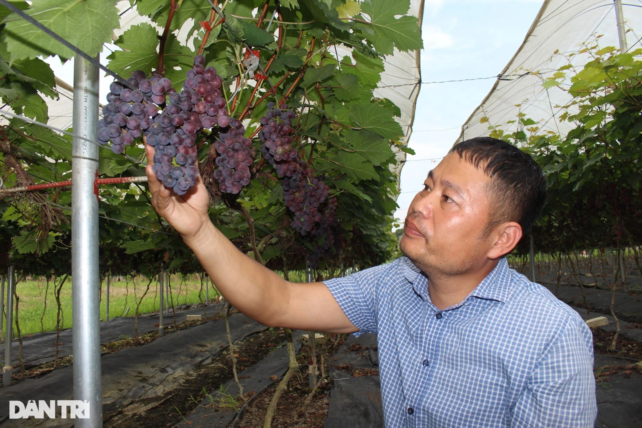 ថែសួនឲ្យយុវជនរស់នៅនិម្មិត កសិកររាប់លុយទាល់តែអស់ដៃ - ១ Làm vườn cho giới trẻ sống ảo, nông dân đếm tiền mỏi tay - 1