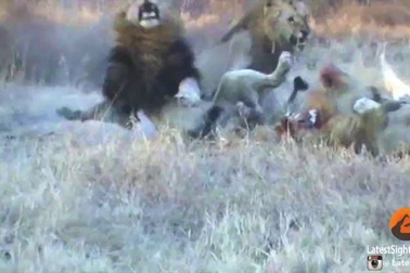 Sư tử thoát chết nhờ sự giúp sức của trâu rừng