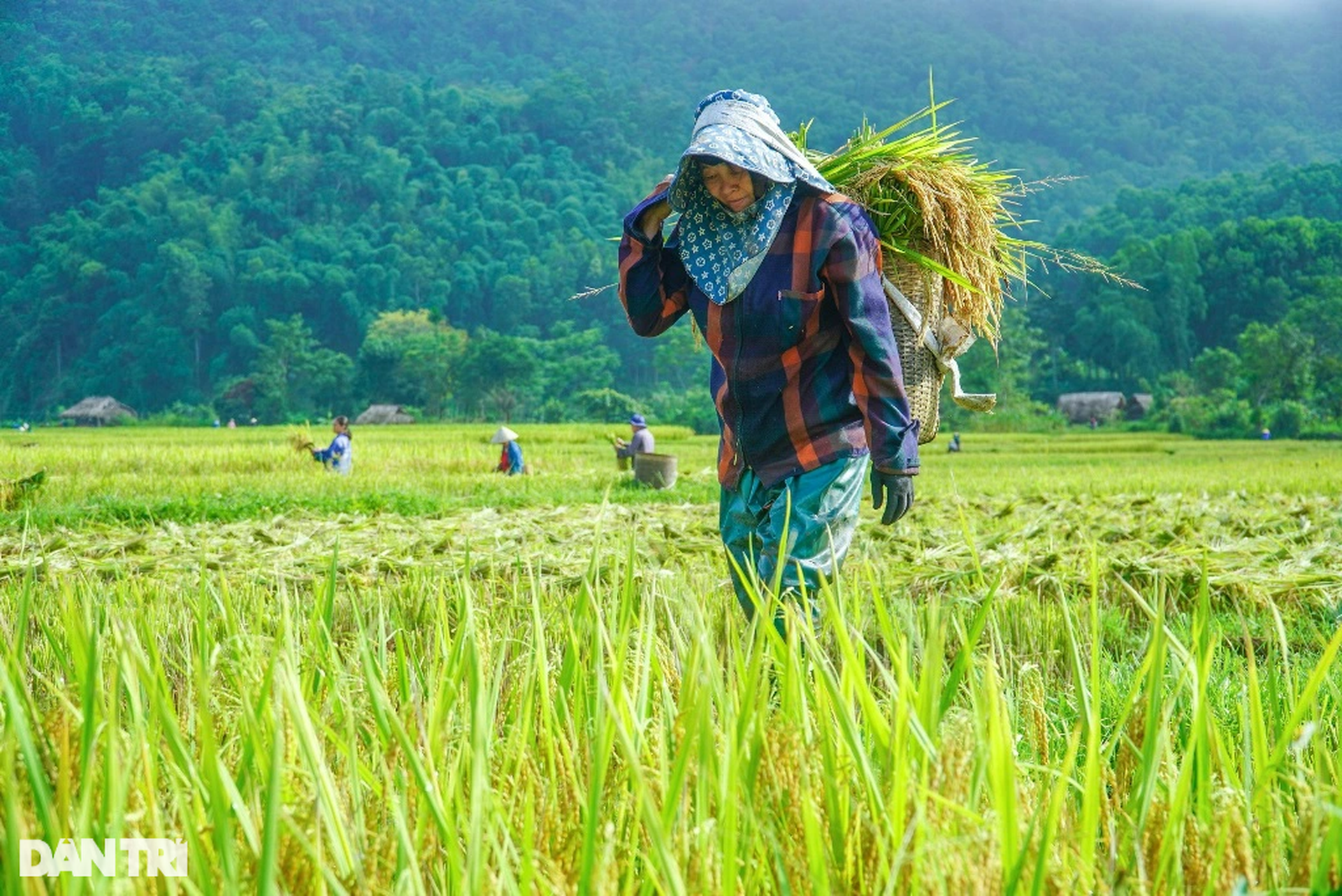 Người vùng cao băng rừng, vượt suối gùi mùa vàng về bản - 10