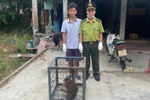 Phát hiện khỉ mặt đỏ nguy cấp, quý hiếm trong vườn nhà