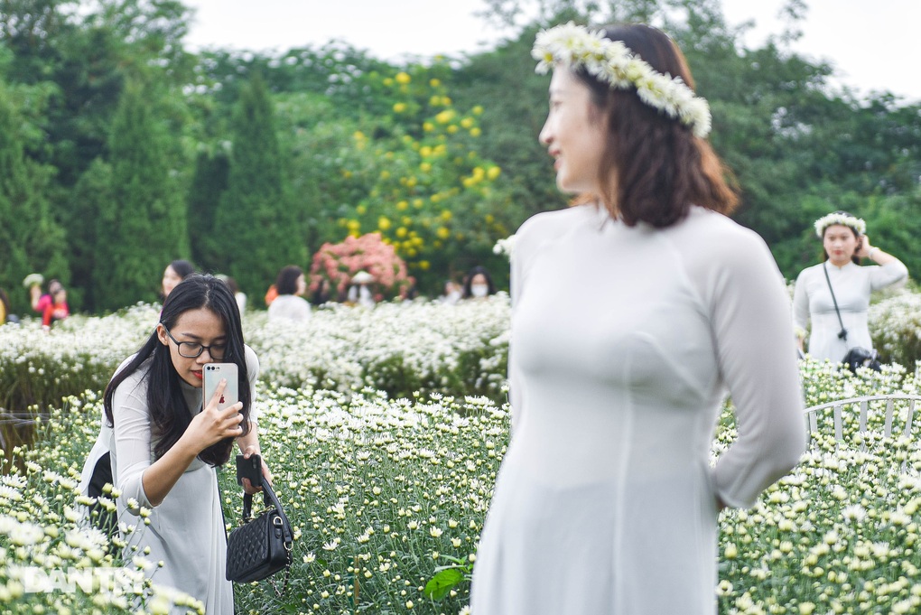 Vườn cúc họa mi thất thủ người dân chen chân chụp ảnh ở Hà Nội - 7