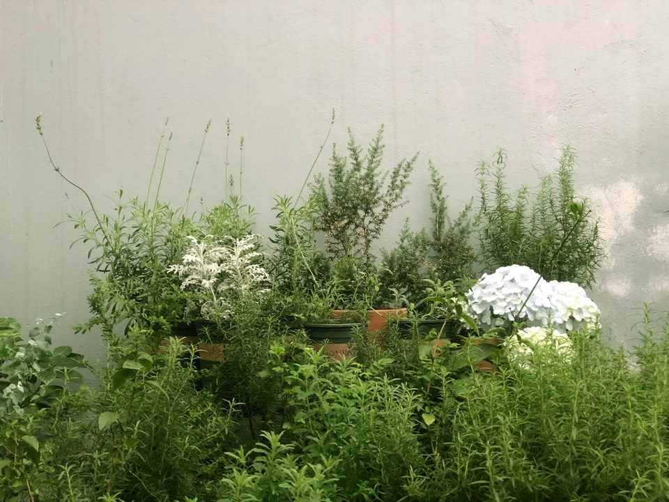 Khu vườn trăm loài thảo mộc xanh tốt trên sân thượng của mẹ đảm Hà thành - 12 Khu vườn trăm loài thảo mộc xanh tốt trên sân thượng của mẹ đảm Hà thành - 12