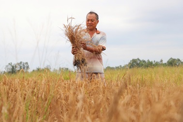 62 hộ dân có lúa chết cạnh cao tốc Cần Thơ - Cà Mau được bồi thường
