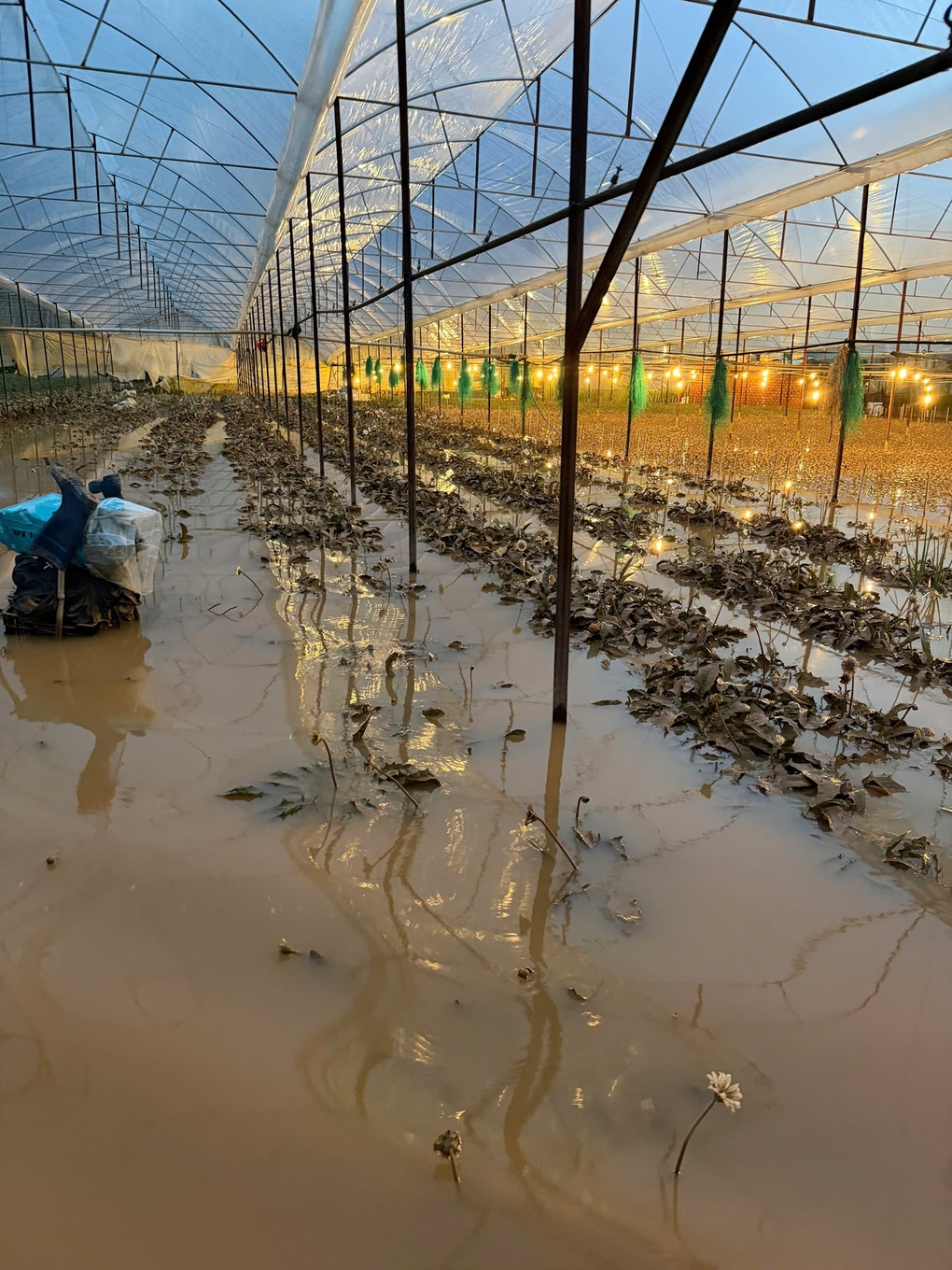 Chủ vườn Lâm Đồng mất trắng nửa tỷ đồng vì nước lũ cuốn trôi nông trại hoa - 4