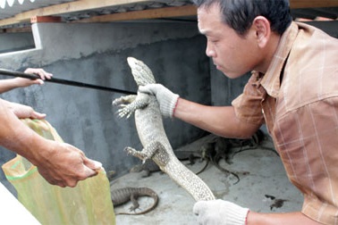 Thu tiền tỉ từ nghề nuôi rắn, kỳ đà, rùa