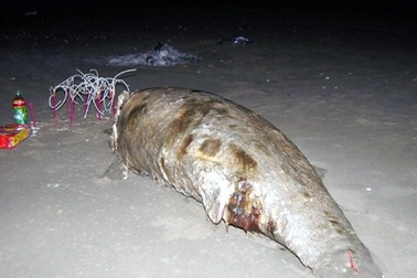 Ngư dân chôn cất xác cá “thần” dạt vào bờ biển