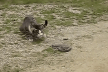 Vì sao mèo là khắc tinh của rắn?