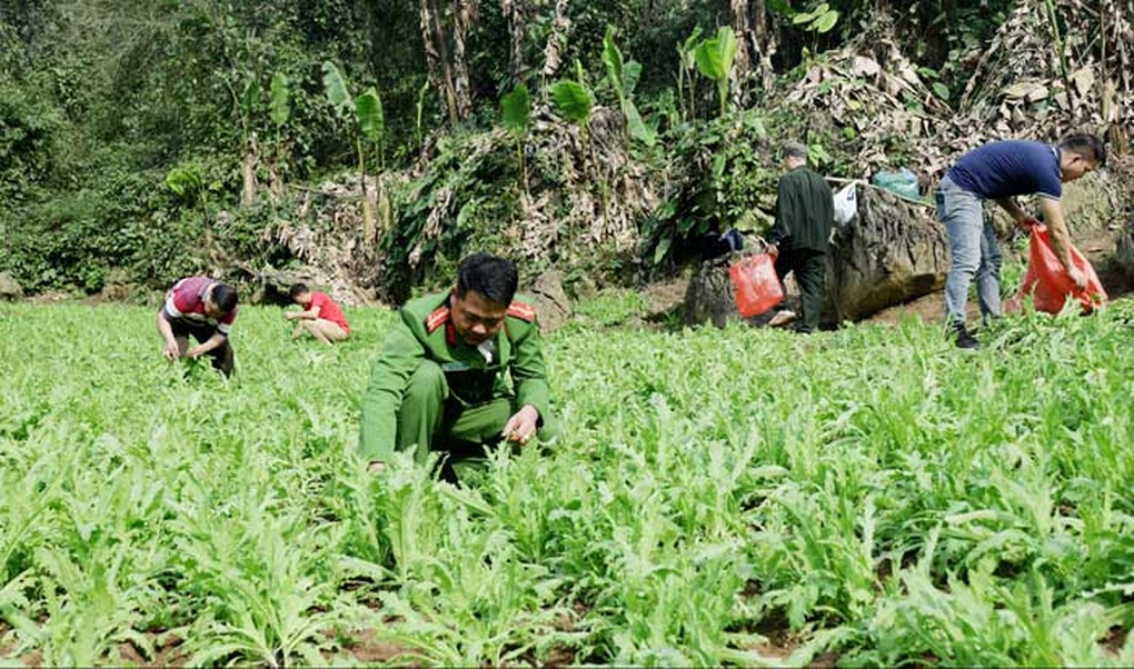 Phát hiện gần 4.000 cây thuốc phiện trong rừng sâu ở Lạng Sơn - 1