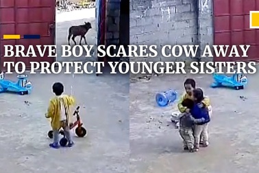 Video bé trai Trung Quốc dũng cảm bảo vệ em