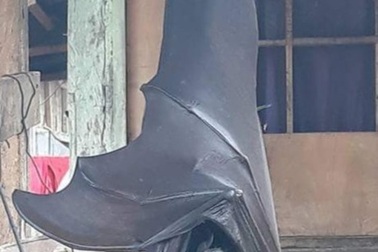 Xôn xao về loài dơi có kích thước to như người