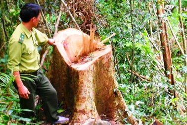 Rất khó để chấm dứt tình trạng phá rừng(!)