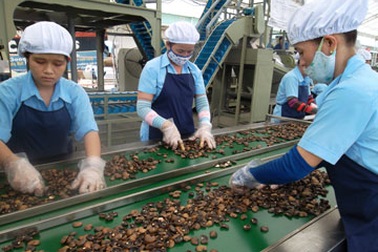 Ra tết không lo thiếu nhân công