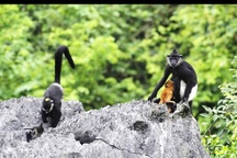 Loài Voọc mông trắng quý hiếm sẽ được bảo tồn ngay tại Hà Nội