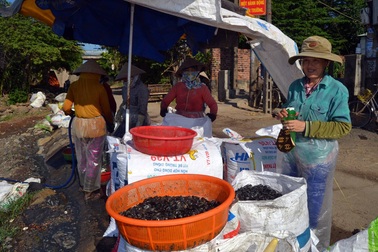 Kiếm hàng chục triệu đồng nhờ nuôi vẹm làm thức ăn cho tôm hùm