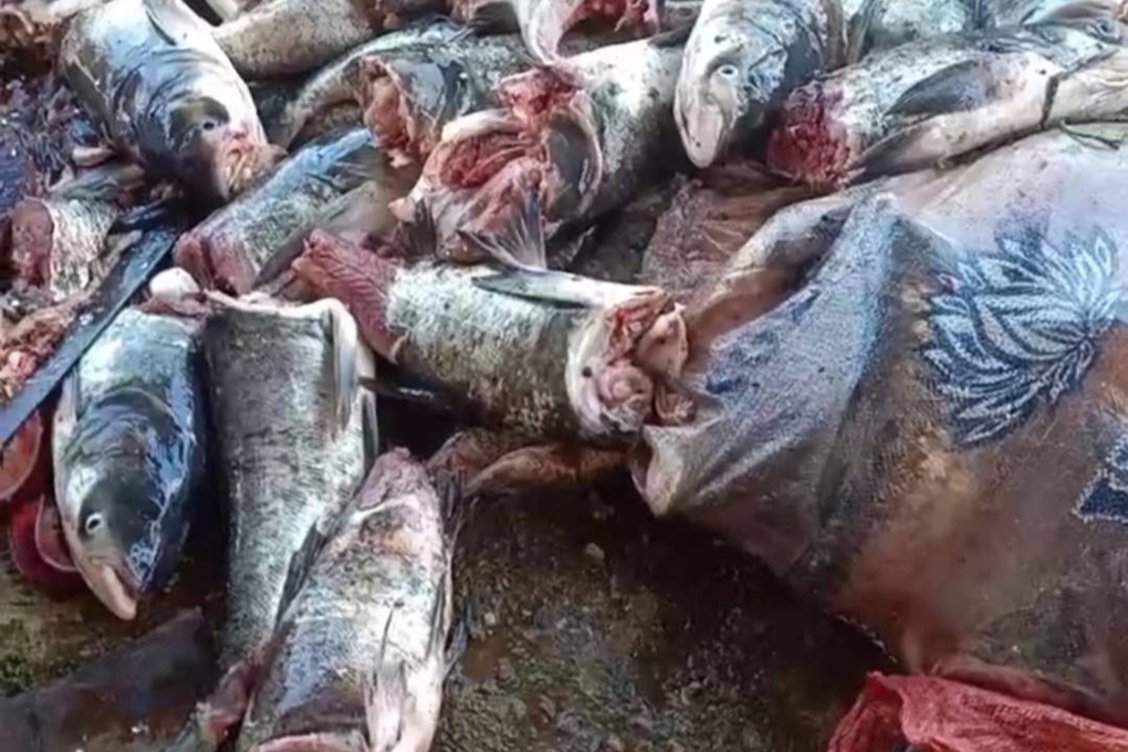 Tỉnh lên tiếng vụ hàng tạ cá bị chặt đứt thân ở hồ Kẻ Gỗ - 1 Tỉnh lên tiếng vụ hàng tạ cá bị chặt đứt thân ở hồ Kẻ Gỗ