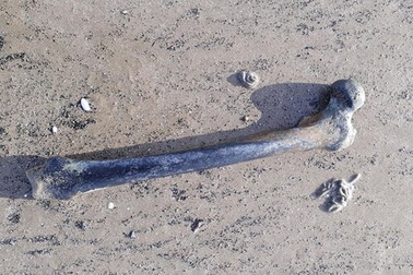 Giật mình tìm thấy khúc xương người ở bãi biển khỏa thân