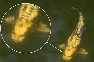 Cá chép hình mặt người ở Anh