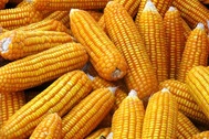 Việt Nam bắt đầu "mở cửa" với thực phẩm biến đổi gen