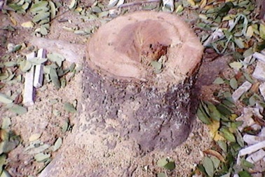 Nạn trộm sưa tiếp diễn trên phố Phan Kế Bính