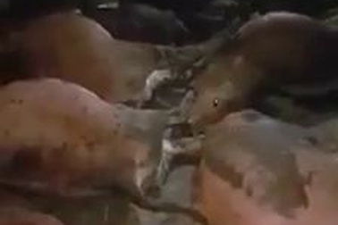 17 con bò bỗng dưng lăn ra chết bất thường