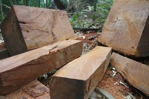 Mua bán hơn 15m3 gỗ, bị phạt 105 triệu đồng