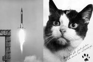 Chú mèo duy nhất sống sót sau chuyến bay vào vũ trụ