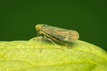 Loài côn trùng có thể truyền cảm hứng cho công nghệ tàng hình