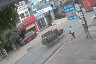 Xe container đâm trúng xe trâu, cộng đồng sôi nổi tranh cãi đúng sai