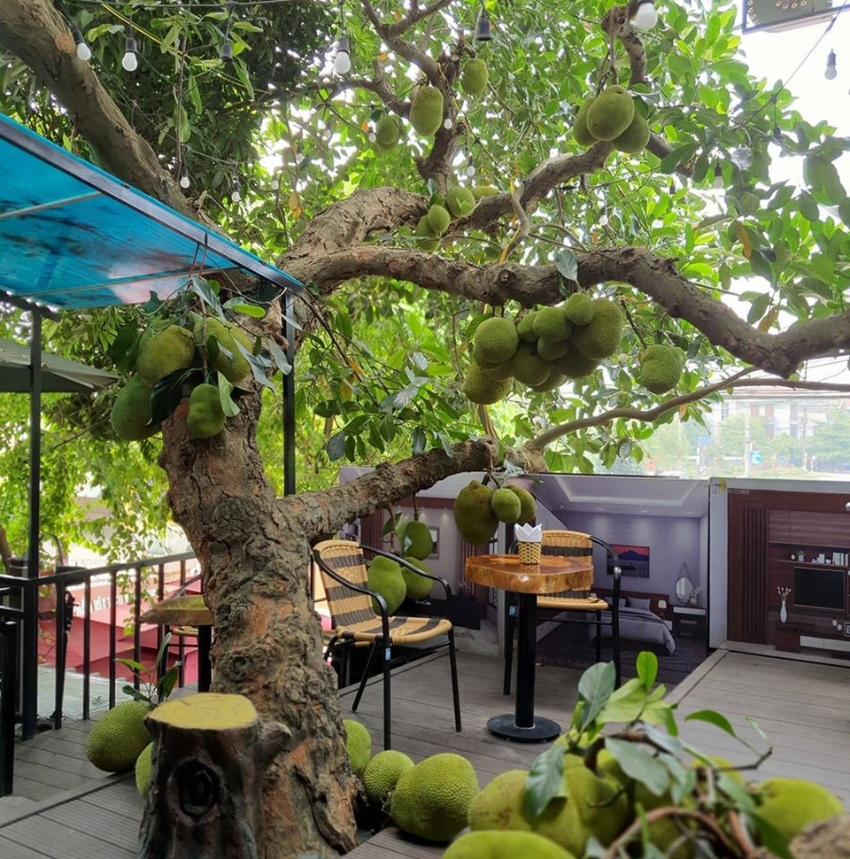 Dân mạng thích thú với quán cà phê cây mít, quả sai trĩu từ gốc đến ngọn - 4 Dân mạng thích thú với quán cà phê cây mít, quả sai trĩu từ gốc đến ngọn - 4