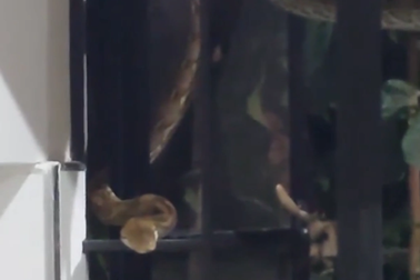 Gia đình giật mình phát hiện trăn lớn thò đầu vào cửa sổ