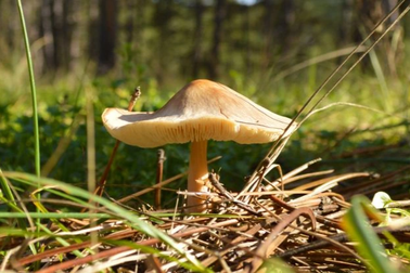 Loài nấm nguy hiểm nhất thế giới lan rộng khắp nước Mỹ