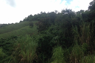 Gỗ quý hiếm để bảo tồn gen liên tục bị đốn hạ