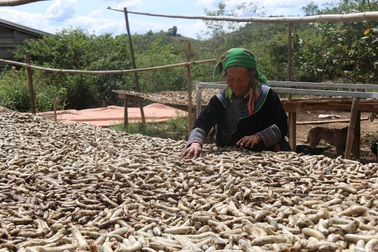 Kiếm tiền triệu mỗi ngày nhờ… “lộc của rừng”
