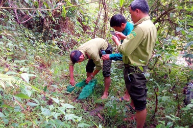 Phát hiện nhiều xe khách vận chuyển động vật hoang dã trái phép