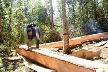 Lâm tặc táo tợn chặt nhiều cây gỗ "khủng" ngày cận Tết