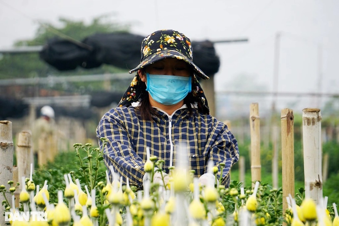 Đầu vụ đánh liều xuống giống, cuối năm thấp thỏm lo âu - 3 Đầu vụ đánh liều xuống giống, cuối năm thấp thỏm lo âu - 3
